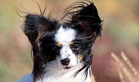 蝴蝶犬價格多少錢一只