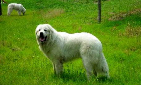 大白熊犬在中國禁養嗎