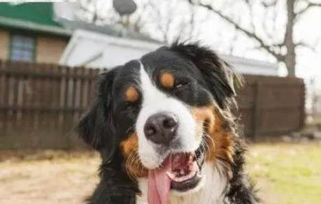 圣伯納犬幼犬多少錢一只