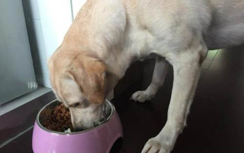 狗狗快死的癥狀