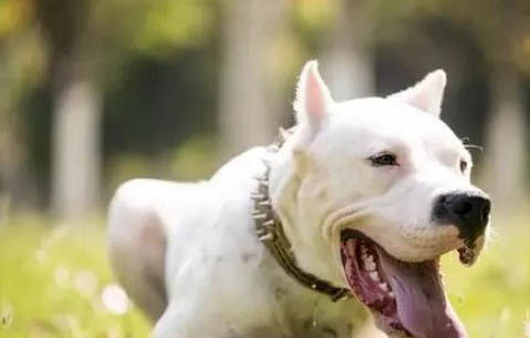 杜高犬的奔跑速度怎樣