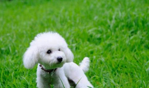 貴賓犬可以長多大