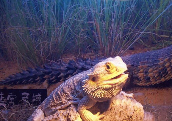 鬃獅蜥蜴溫順嗎