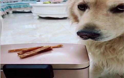 金毛美系貴還是英系貴
