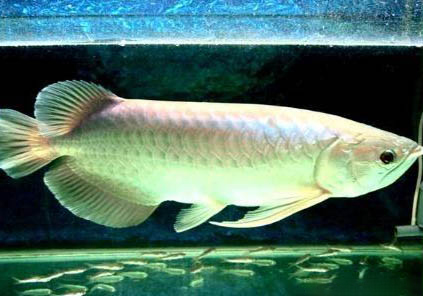 銀龍魚多久不喂會餓死