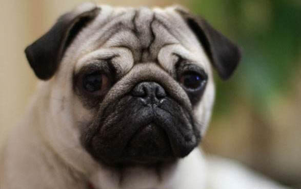 巴哥犬睡覺時老是放屁很臭