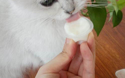 小貓換牙期什么癥狀