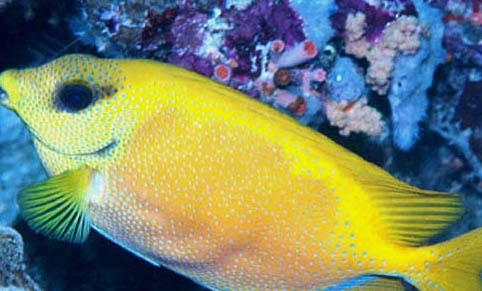 海水狐貍魚怎么樣好養嗎