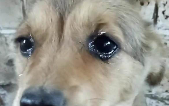 狗狗打胎藥有哪些