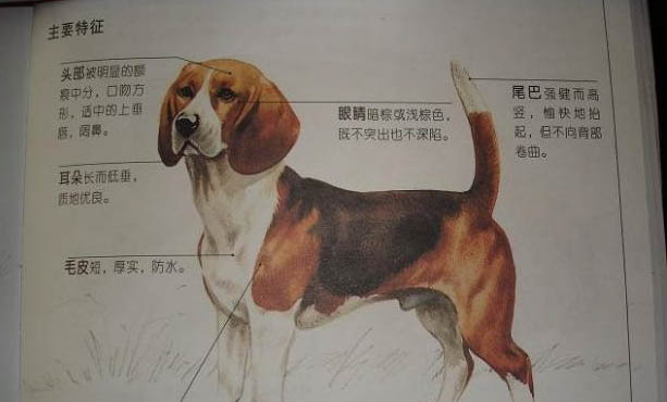 比格犬哪里有賣