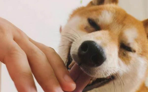 小狗胸背帶佩戴方法
