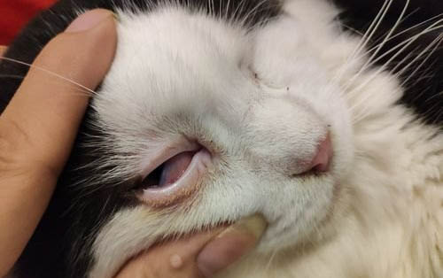 貓口腔炎能自愈嗎