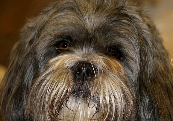 拉薩犬冠狀病毒愈后注意事項(xiàng)