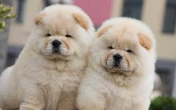 松獅犬的優缺點有哪些?