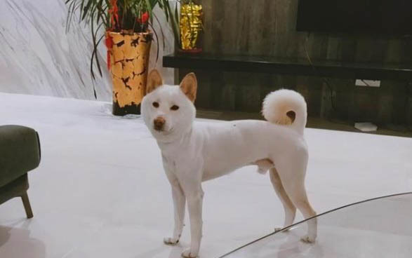 巴哥犬兩個月怎么喂養