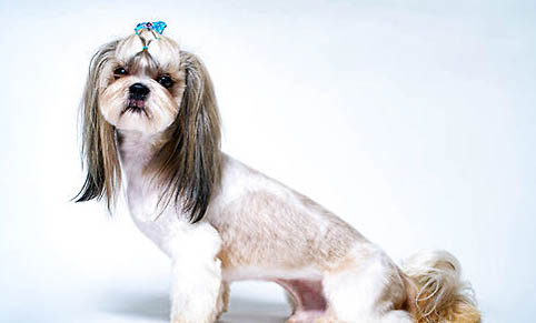 西施犬需要剃毛嗎？