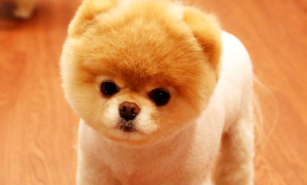 博美犬一天要吃多少狗糧
