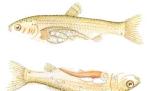 金魚側翻快死能救活嗎