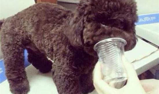 貴賓犬如何訓練