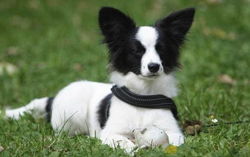 蝴蝶犬怎么養(yǎng)?