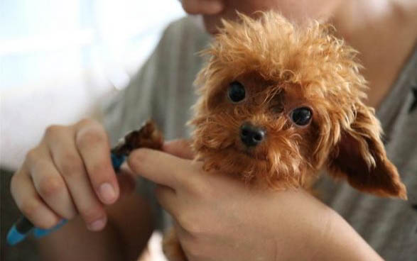狗狗活了12年算久嗎
