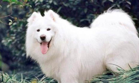 卵磷脂狗狗能長期吃嗎