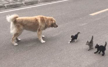 貓得過貓瘟還會再得嗎