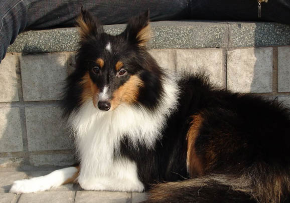 喜樂蒂牧羊犬的優點和缺點是什么