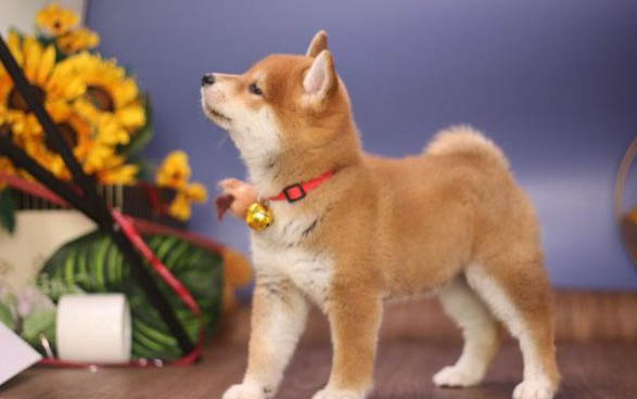 豆柴犬和柴犬哪個貴，二者的區別有哪些