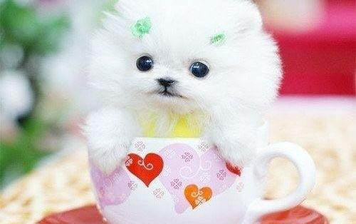 巨型貴賓犬幾個月成年