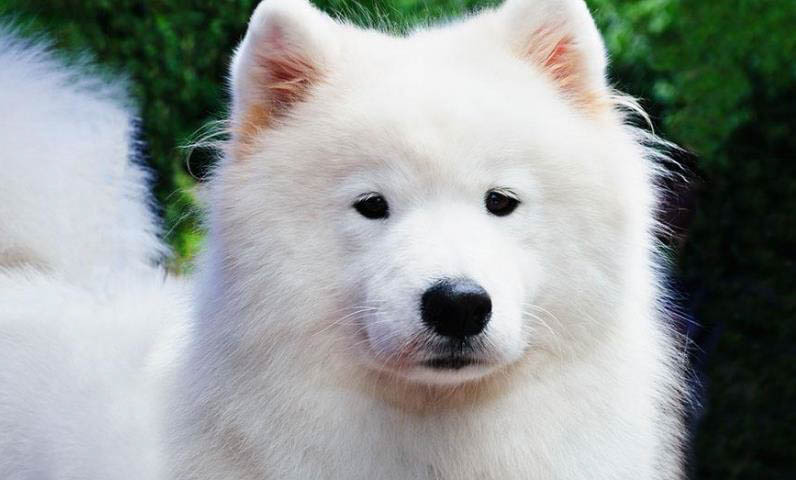 狗可以吃味精嗎