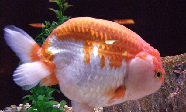 觀賞魚淋巴囊腫的癥狀表現