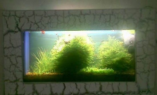 魚缸養魚的技巧