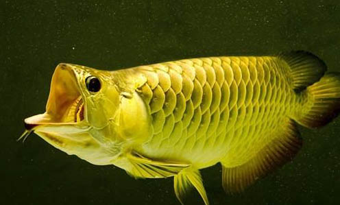 養魚的因果報應