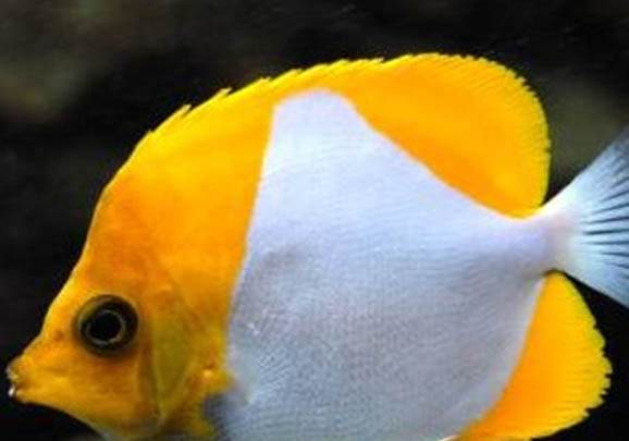 釣魚(yú)需要調(diào)漂嗎?