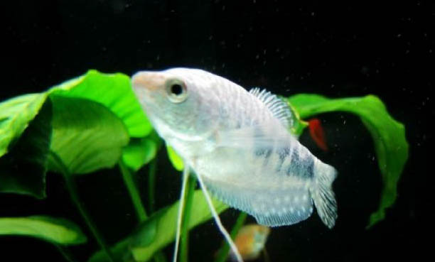 招財魚吃食又吐出來怎么治療