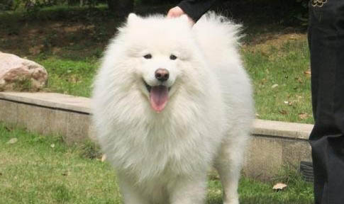 薩摩耶犬嘔吐的原因及處理方法