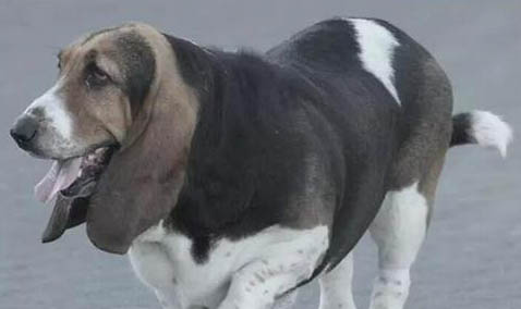 狗為什么也會低血糖?