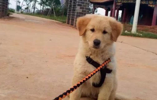 幼犬可以吃桃子嗎