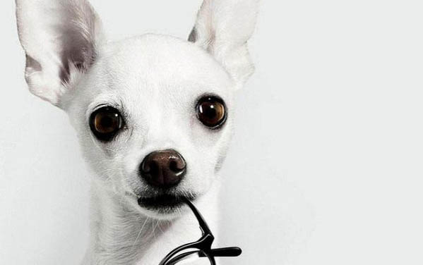 養(yǎng)好吉娃娃犬需要哪些必備物品？