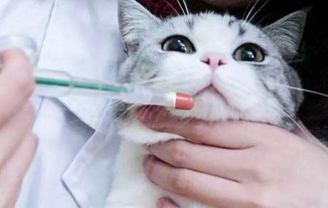 小貓咪感冒了怎么辦才好得快