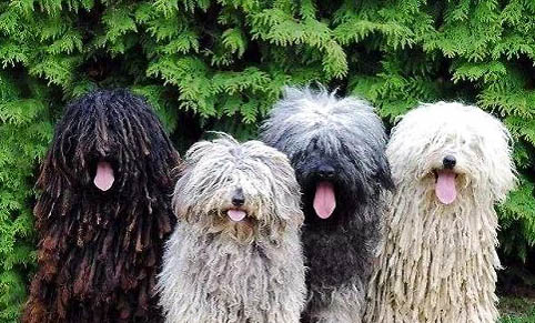可蒙犬身體發(fā)抖的原因與處理方法