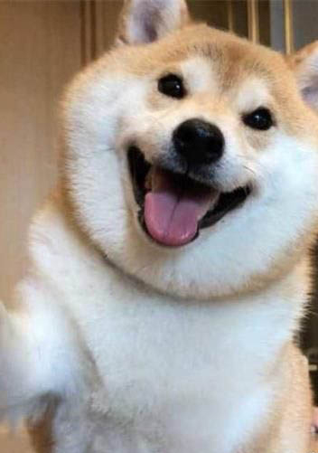 狗生產后需要注意什么