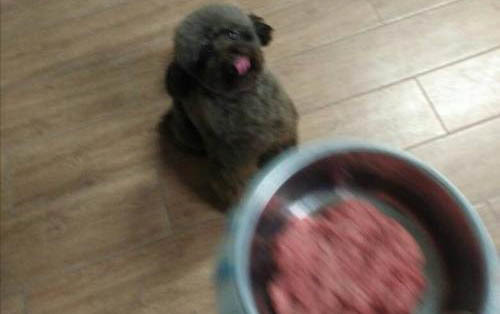 泰迪狗能活多久