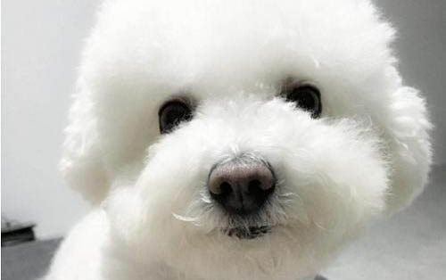 狗狗是否可以吃巧克力