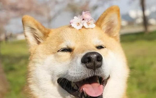把狗養在院子里冬天怎么保暖