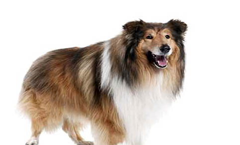 如何訓(xùn)練蘇格蘭牧羊犬握手