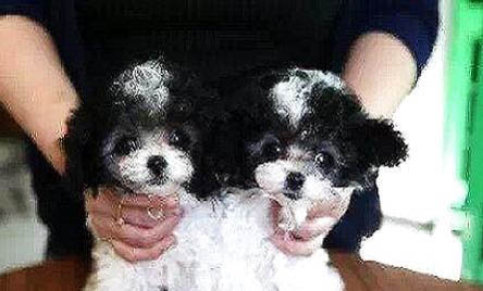 貴賓犬多久刷一次牙比較好