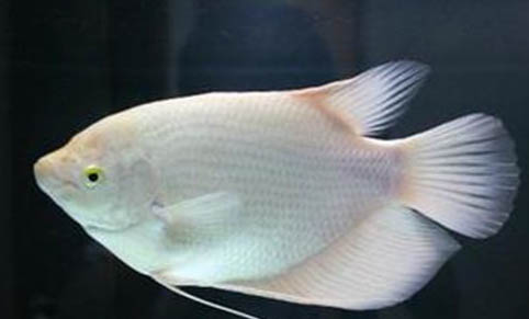 小型觀賞魚多久喂一次