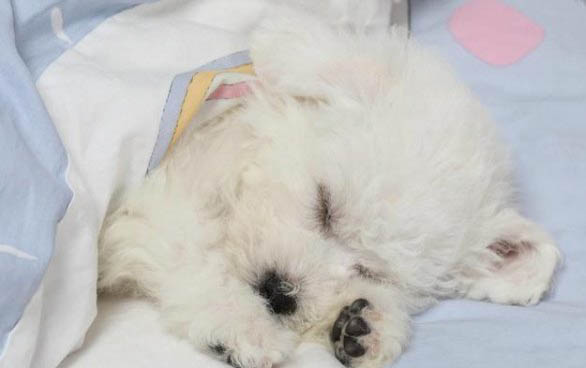 比熊能長多大?